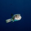 srebrnoprogasta napihovalka Lagocephalus sceleratus