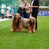 razstava-psov, obcina-lendava, sportni-park-lendava