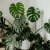 monstera