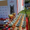 cacib-lendava-2026, cacib, cacib-2026, mednarodna-razstava-psov