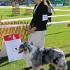 cacib-lendava-2026, cacib, cacib-2026, mednarodna-razstava-psov
