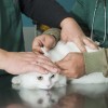 veterinar, mačka