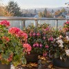 balkonsko-cvetje, balkon, nega-rastlin, pelargonije
