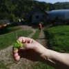 ekolosko-kmetijstvo, kmetovanje, narava, prodaja, kmetija