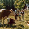 hit-alpinea, kranjska-gora