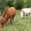 ekolosko-kmetijstvo, kmetovanje, narava, prodaja, kmetija