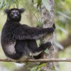 lamur, indri, madagaskar