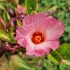 hibiskus