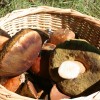 gobe, gobarska-sezona, inspekcija