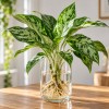 Aglaonema v vodi.png