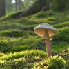 gobe, gobarska-sezona, inspekcija
