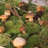 48-razstava-gob-gobarskega-drustva-novo-mesto