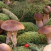 48-razstava-gob-gobarskega-drustva-novo-mesto