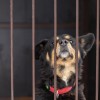 -dog-7770420.jpg
