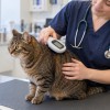 macka, veterinar, cipiranje-mack