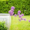 Allium giganteum