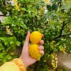 limone
