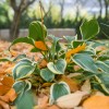 hosta odpadlo listje