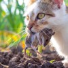kuga1.jpg