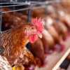 -chicken-cages.jpg