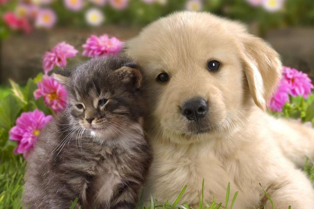 cute-dog-and-cat-pictures-together