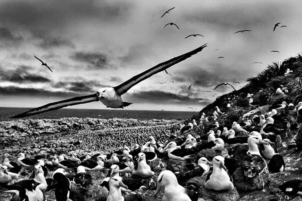 Sebastiãn Salgado