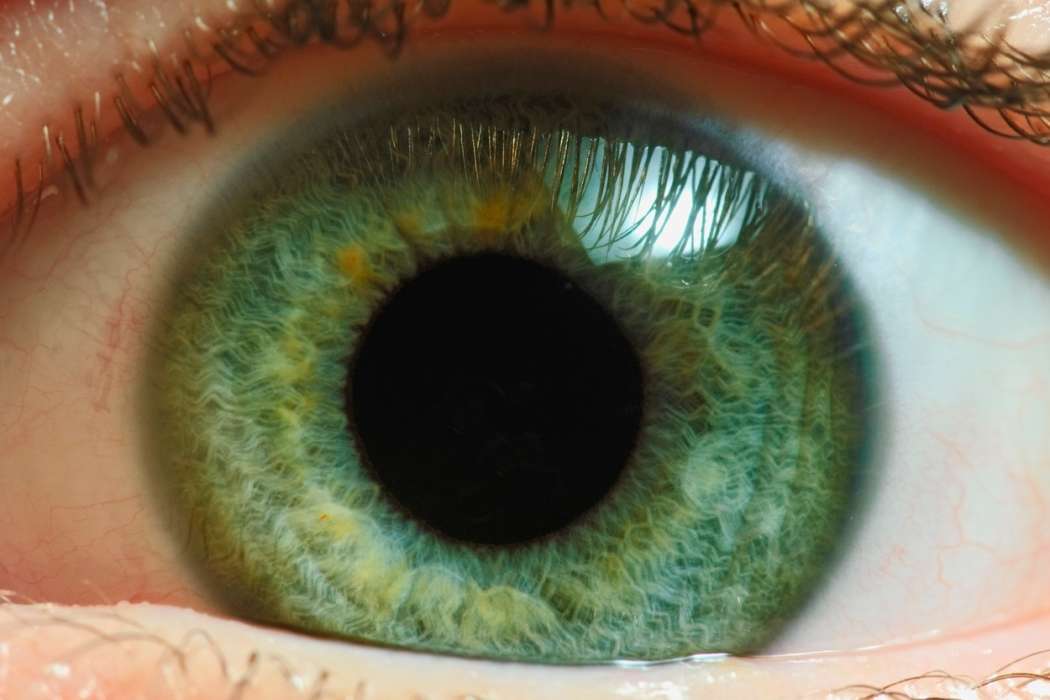 očesna mrežnica