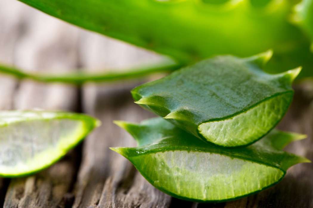 Aloe-Vera-leaves