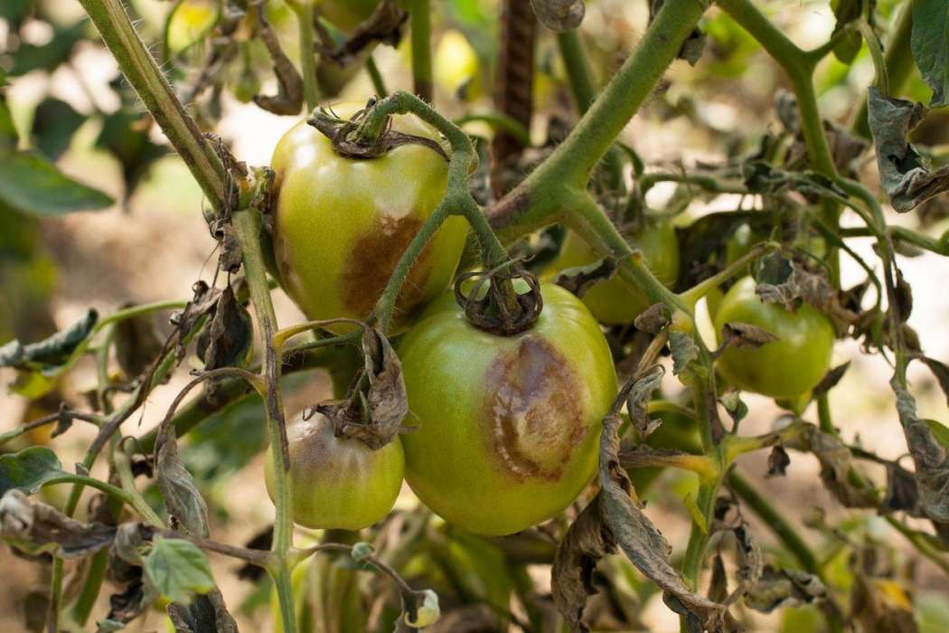 Phytophthora infestans, plesen, paradižnik