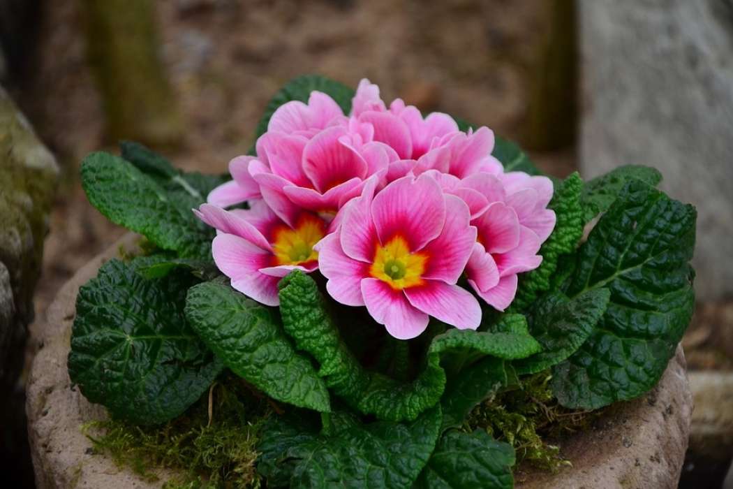 primula3