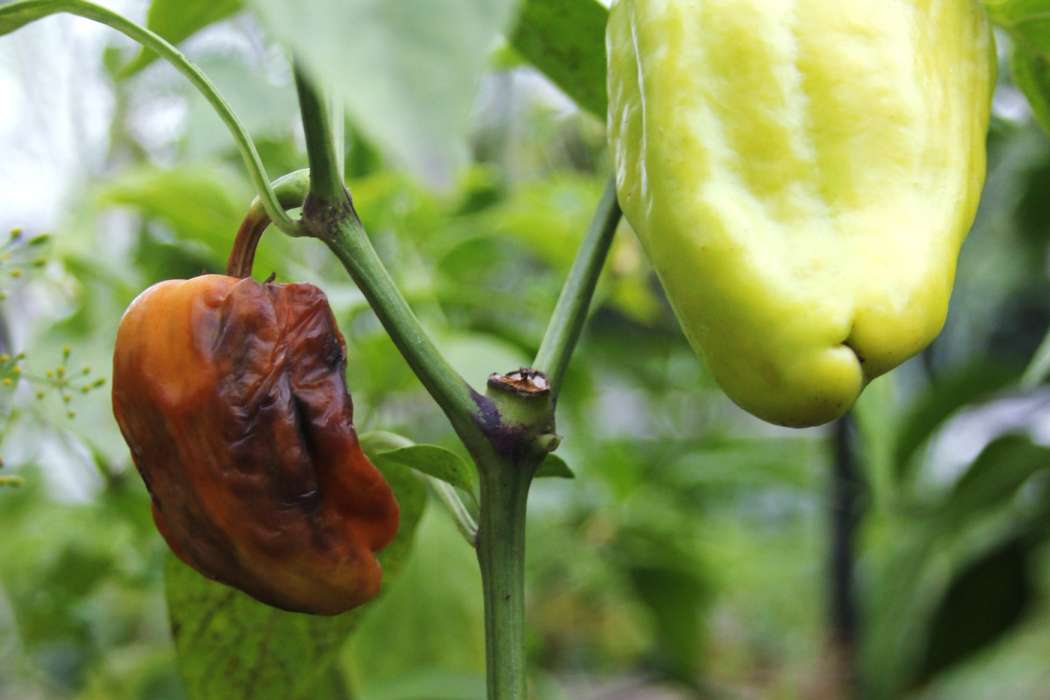 paprika, gniloba