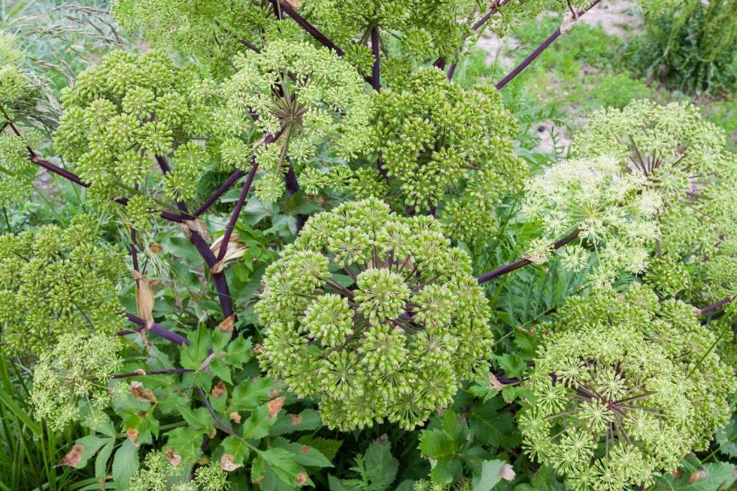 Angelica archangelica