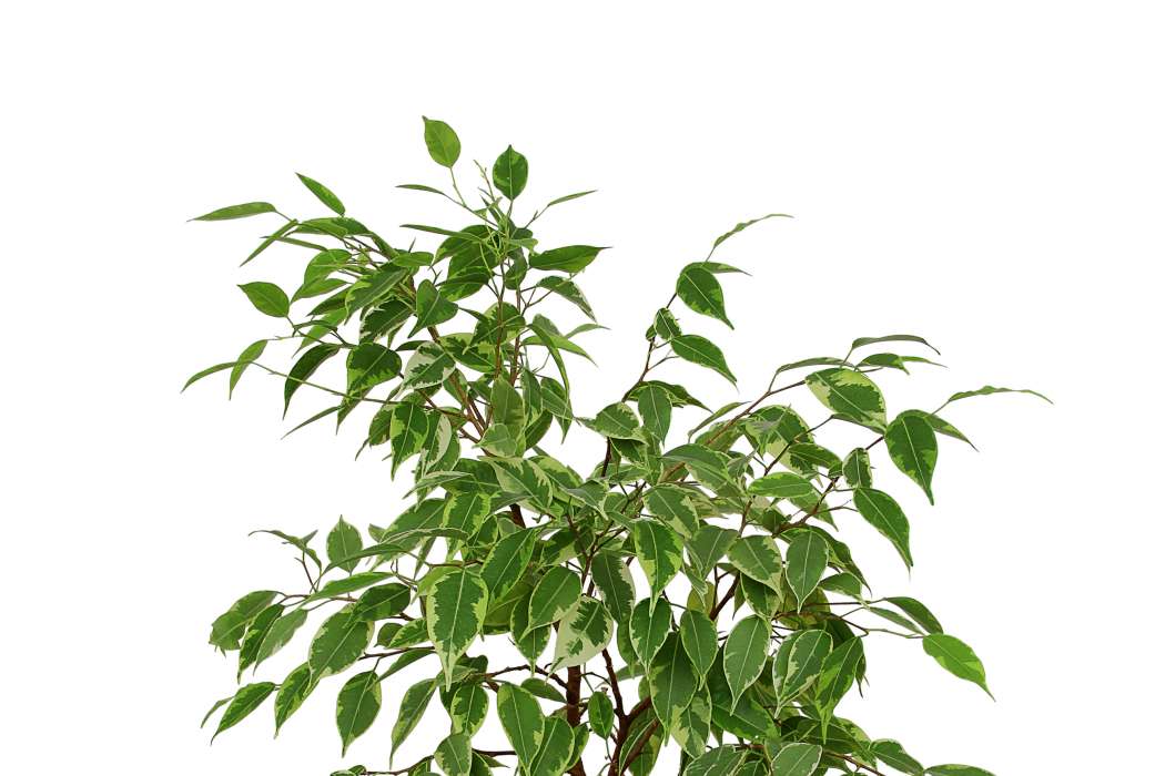 Fikus benjamin (Ficus benjamina)