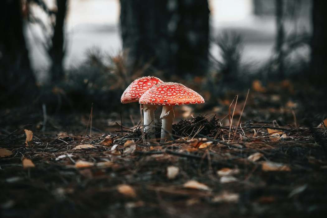 amanita-muscaria