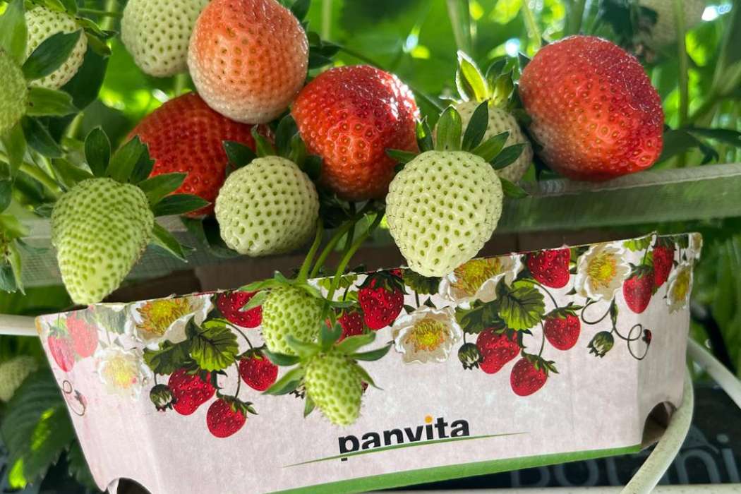 panvita, skupina-panvita, jagode