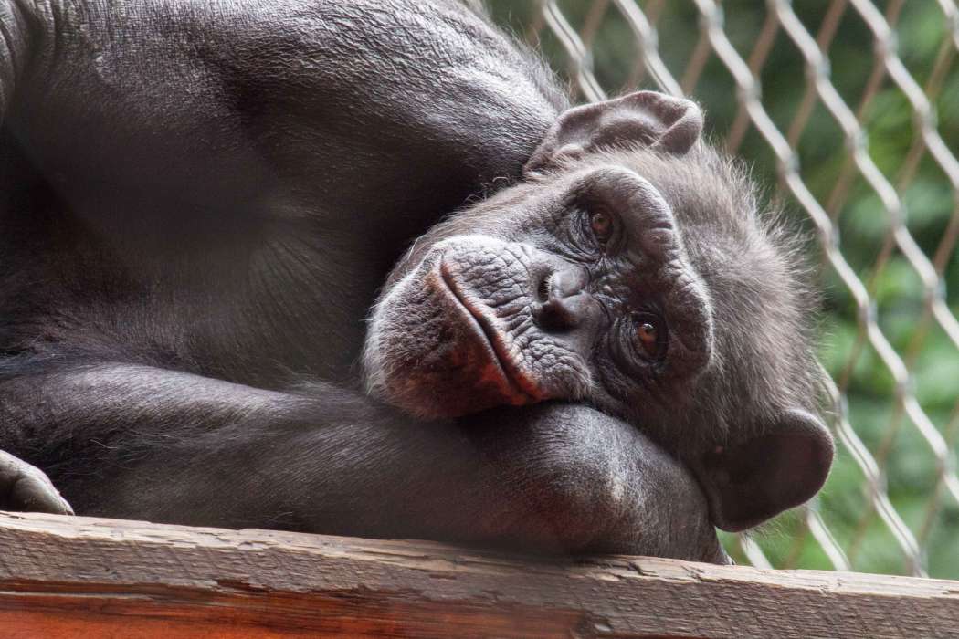 zoo-ljubljana, šimpanzinja, mojca