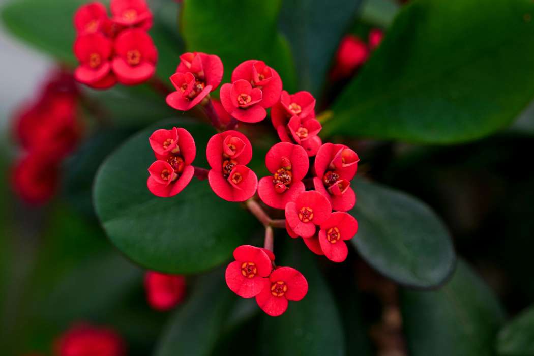 Euphorbia mili var. Splendens2