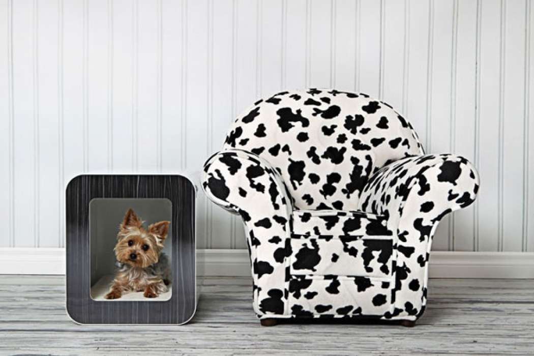 how-to-make-your-pet-comfortable-in-a-modern-home-kooldog-interview_kpa-o_4