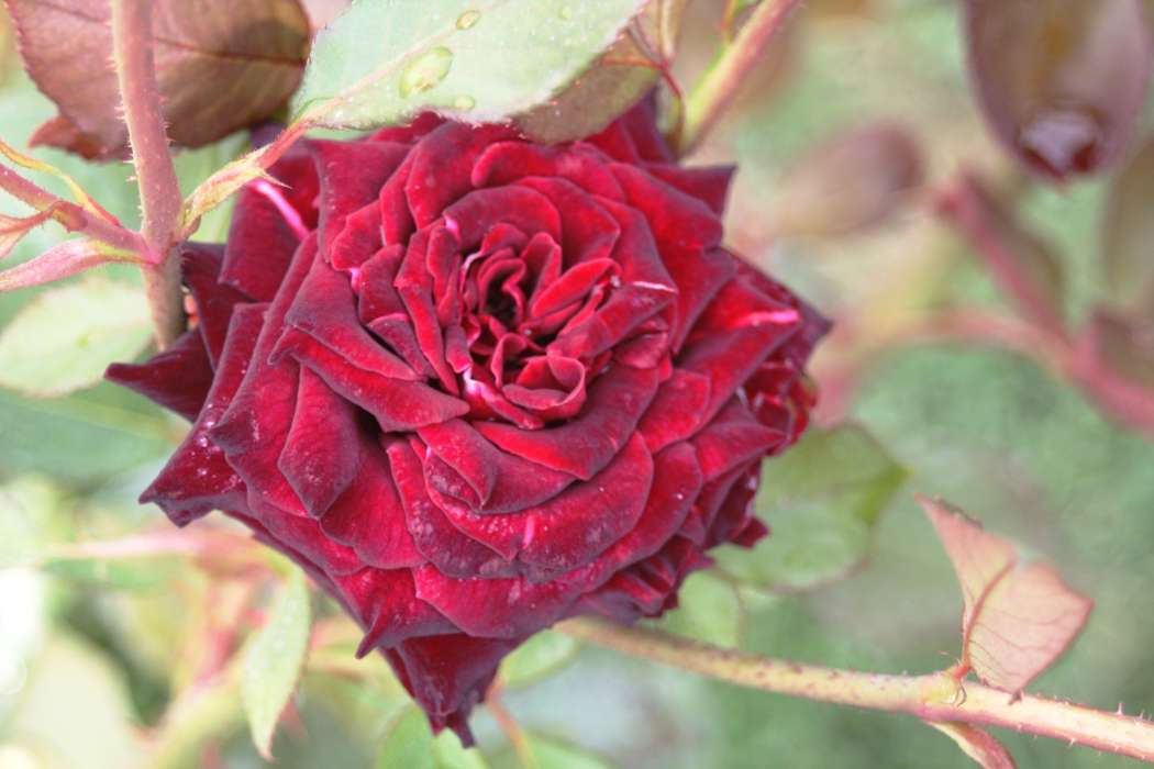 vrtnica, ki naravno barvo in neodpadli cvet ohrani tudi ko se posuši (foto roman turnšek)