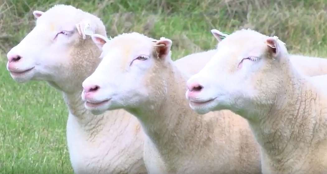 ovce, potomke dolly