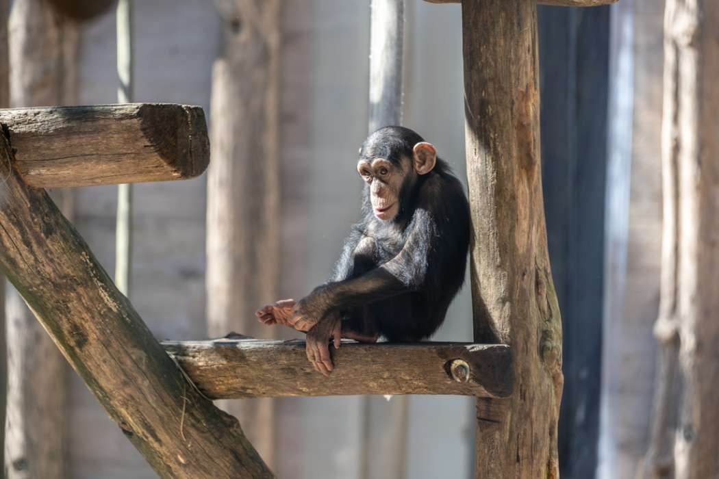 Šimpanz Tai, Zoo Ljubljana