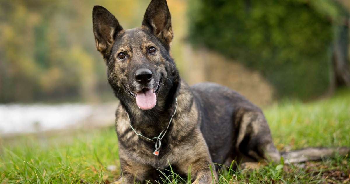 Sie verkaufen polizeiliche Deutsche Schäferhunde – News Svet24