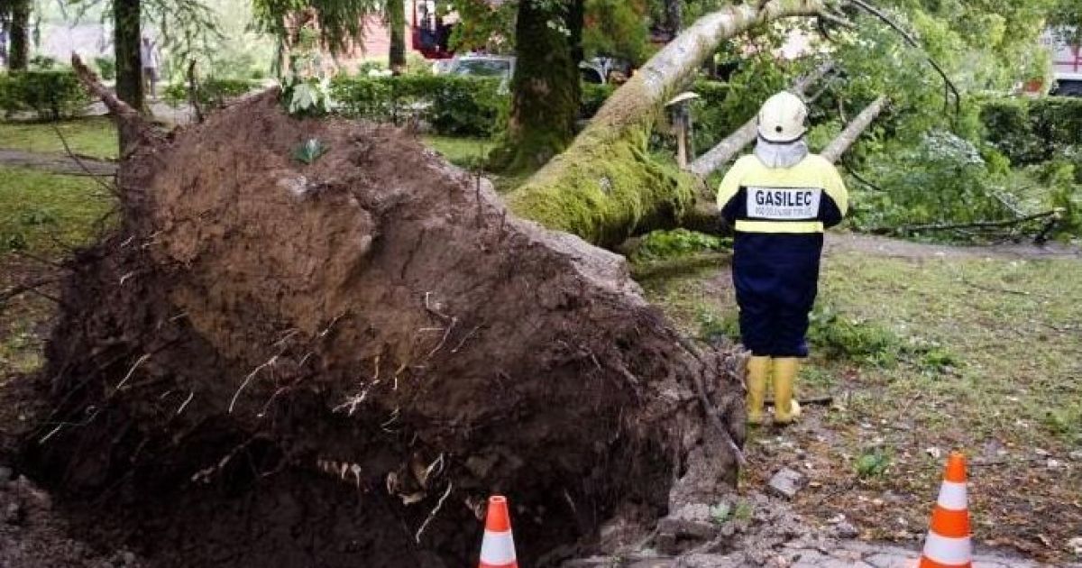 Veter podira drevesa, najhuje šele prihaja - Svet24.si