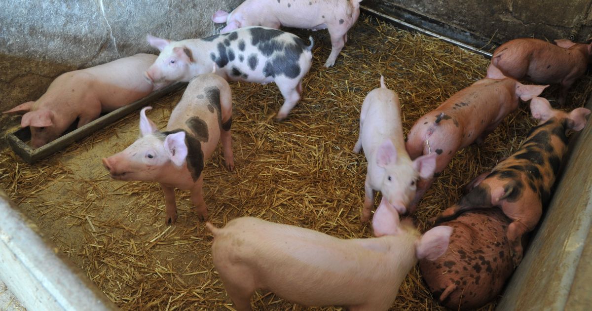 Redite prašiče? Ne spreglejte, v veljavi je nov pravilnik - Vestnik.si