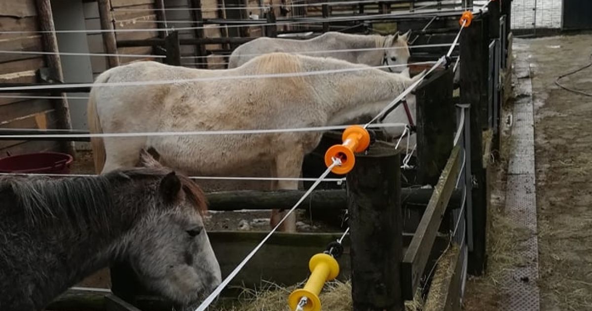 Tavali FOTO in VIDEO: Tako se godi 14 rešenčkom, ki so tavali po Krasu, iščoč ...