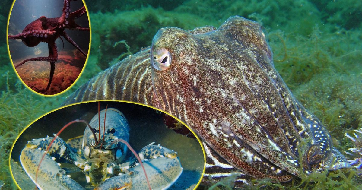 Lignji, hobotnice in jastogi so čuteče živali - Svet24.si