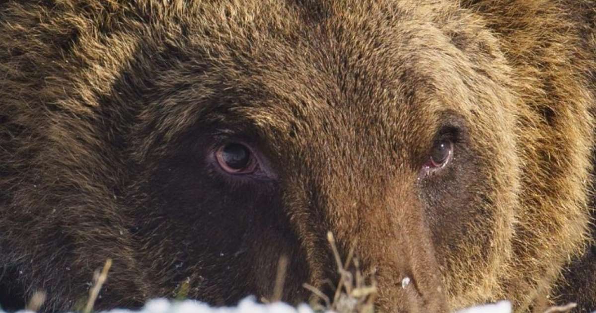 Gli italiani piangono l’orso bruno diventato famoso per aver fatto irruzione in una panetteria