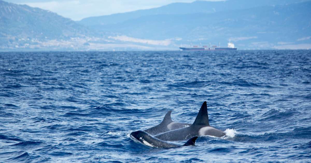 Baleias assassinas abateram-se na costa espanhola