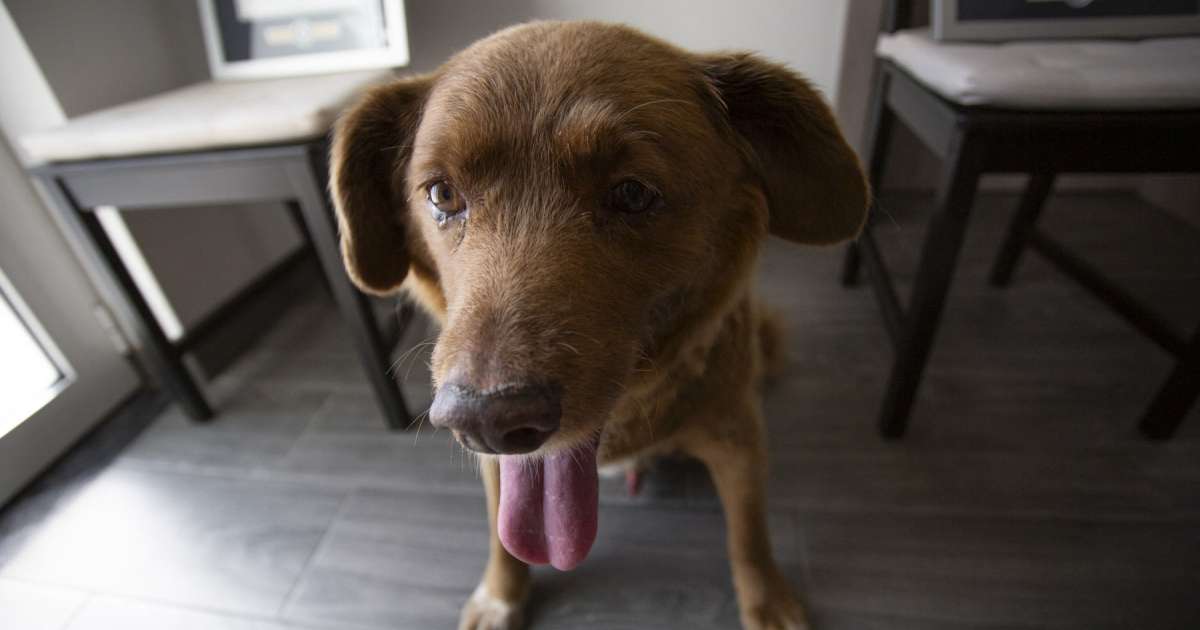 Bobi, o cachorro mais velho do mundo, morreu