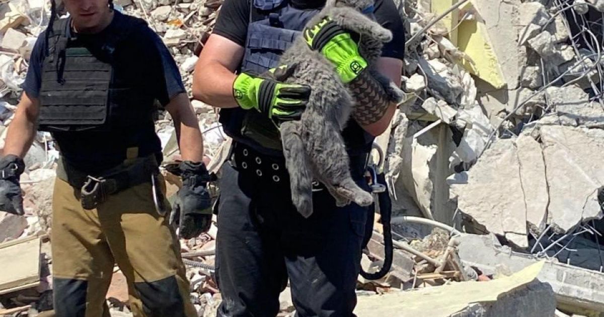 Mačkin šesti čut lastnici rešil življenje - Svet24.si